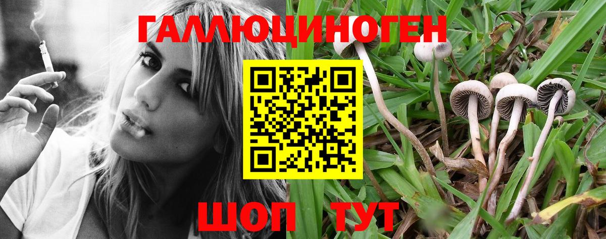 Псилоцибиновые грибы Psilocybe  Вход с VPN  Заволжье 